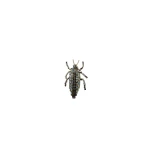 Dice Kayek Big Beetle Brooch in Multicolour | Brooches & Pins | Luxury Shoes 